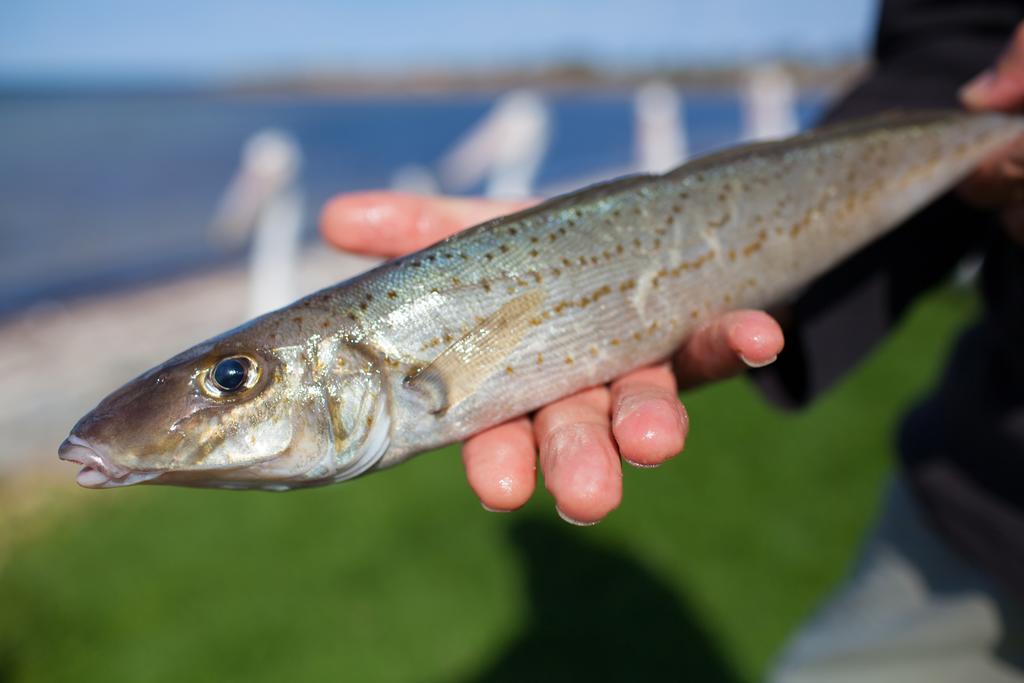 Tumby Bay شقق مودراس تومبي باي المظهر الخارجي الصورة